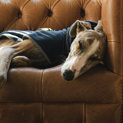 A dog asleep on a leather sofa.